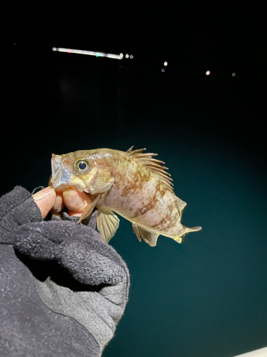 メバルの釣果