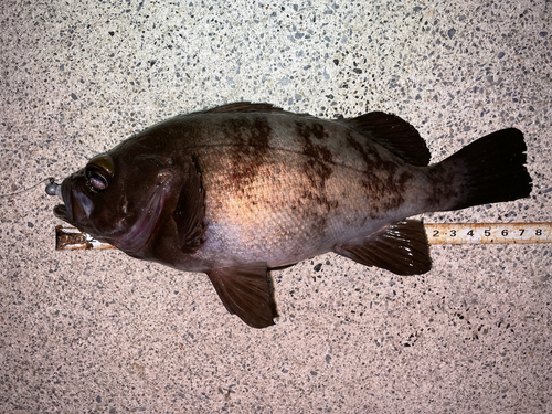 メバルの釣果