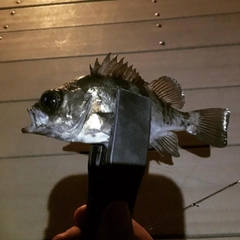 メバルの釣果