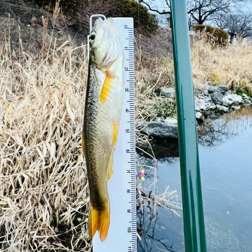 アブラハヤの釣果