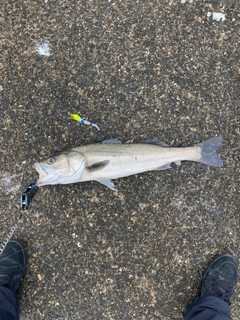 スズキの釣果