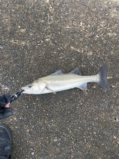 スズキの釣果