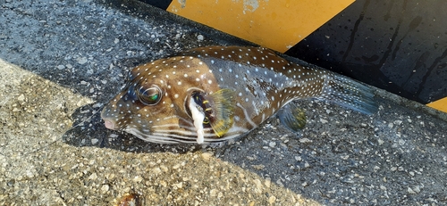 サザナミフグの釣果