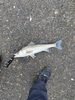 スズキの釣果