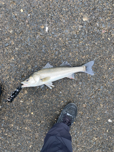 スズキの釣果