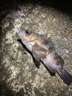 シロメバルの釣果