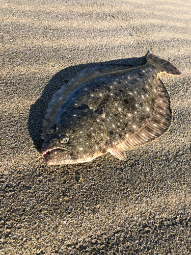 ヒラメの釣果