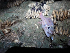 ネンブツダイの釣果