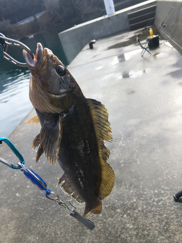 アイナメの釣果