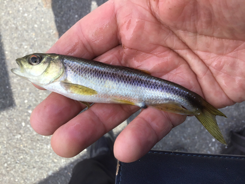 カワムツの釣果