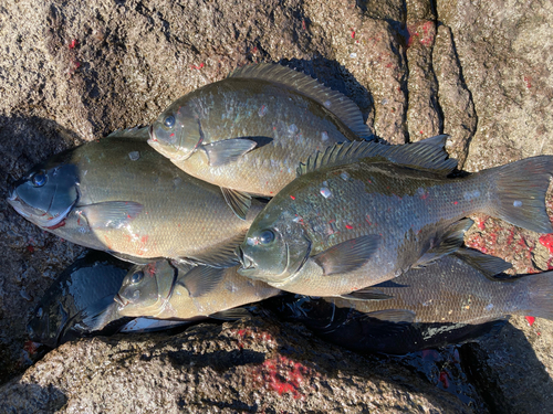 メジナの釣果