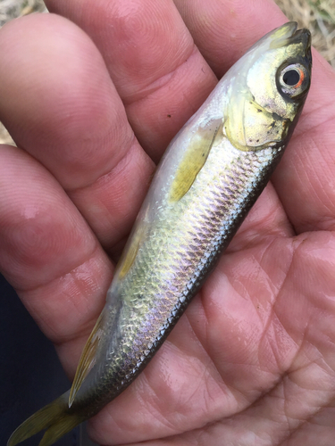 カワムツの釣果