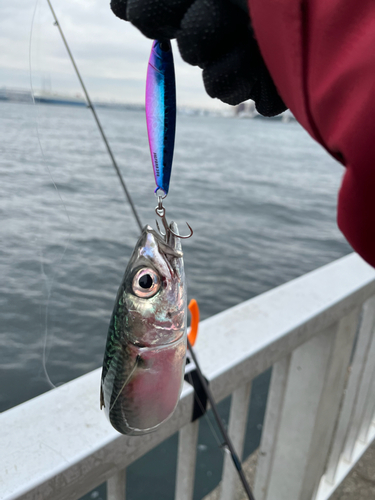 サバの釣果