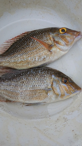 タマンの釣果