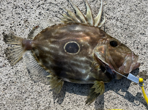 マトウダイの釣果