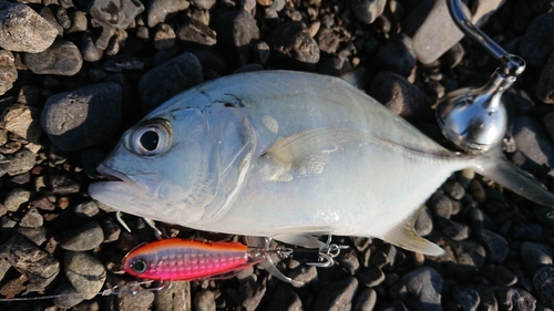 メッキの釣果