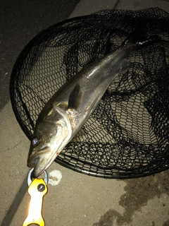 フッコ（マルスズキ）の釣果