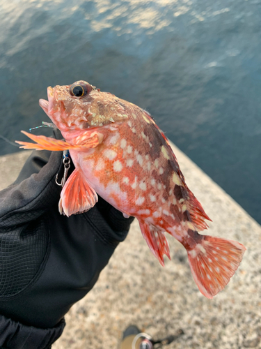 カサゴの釣果