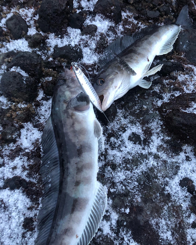 ホッケの釣果