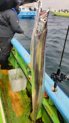 タチウオの釣果