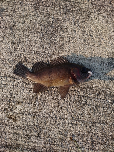 シロメバルの釣果