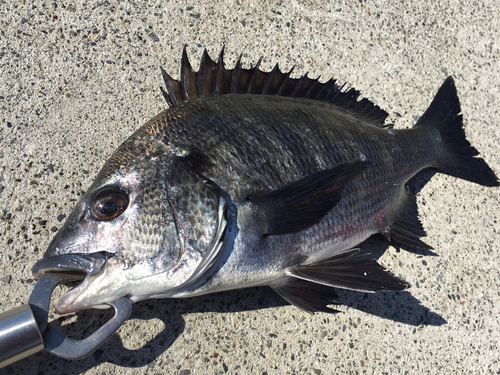 クロダイの釣果