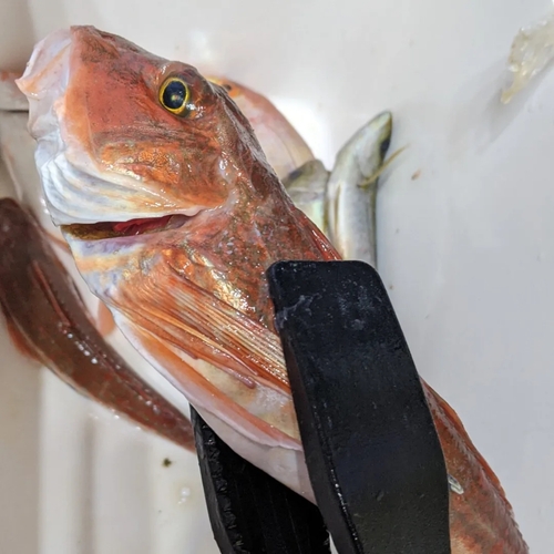 ホウボウの釣果