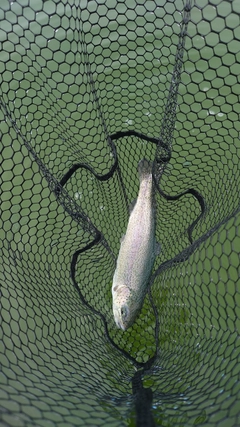 ニジマスの釣果
