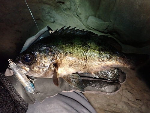 クロメバルの釣果