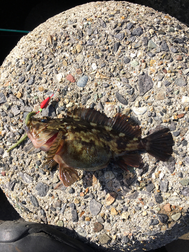 カサゴの釣果