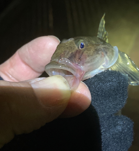 マハゼの釣果