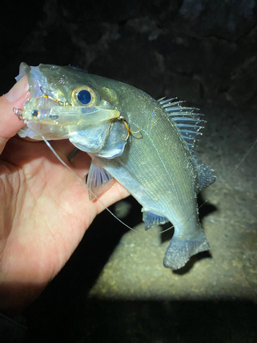 セイゴ（ヒラスズキ）の釣果