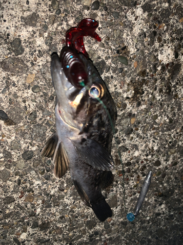 クロソイの釣果