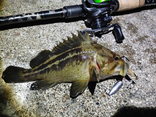 シマソイの釣果