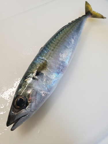 サバの釣果