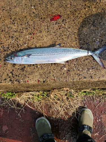 サゴシの釣果