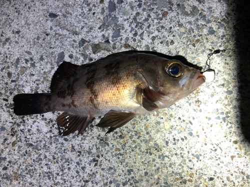 メバルの釣果