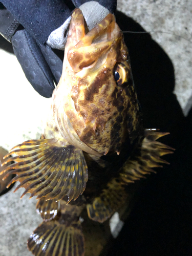 タケノコメバルの釣果