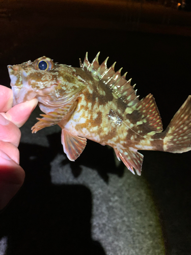 カサゴの釣果