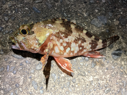 カサゴの釣果