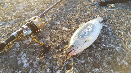 サクラマスの釣果