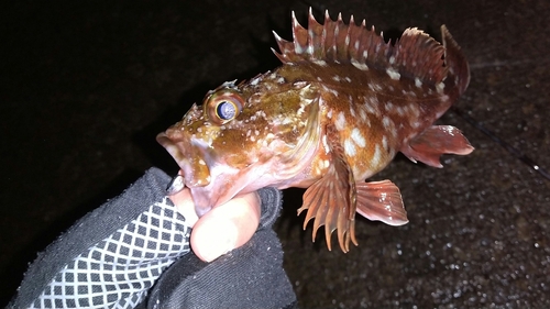 カサゴの釣果