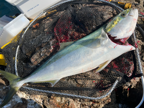 ヤズの釣果