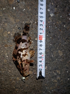 タケノコメバルの釣果