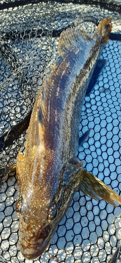 タケノコメバルの釣果