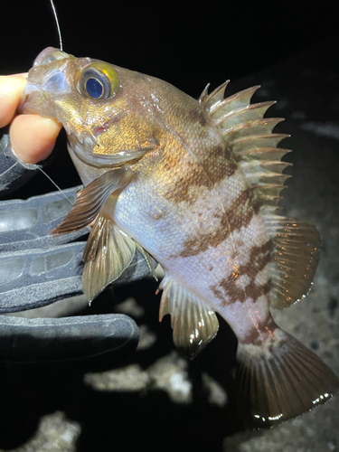 メバルの釣果