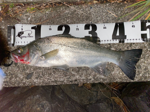 フッコ（マルスズキ）の釣果