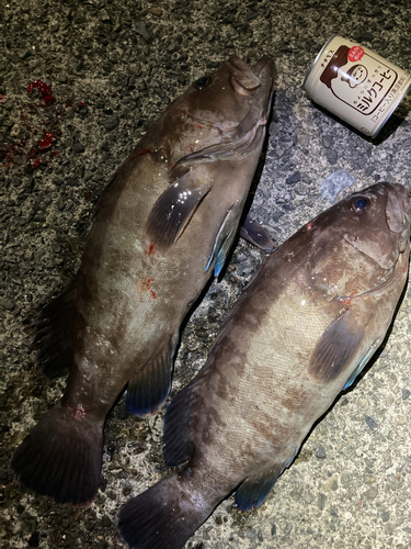 マハタの釣果