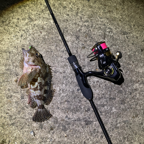 タケノコメバルの釣果