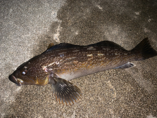 アイナメの釣果